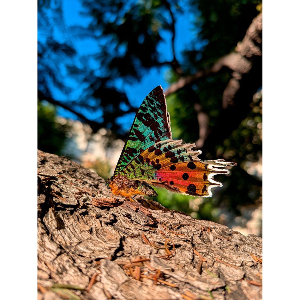 Google Pixel 9a のマクロ撮影サンプル