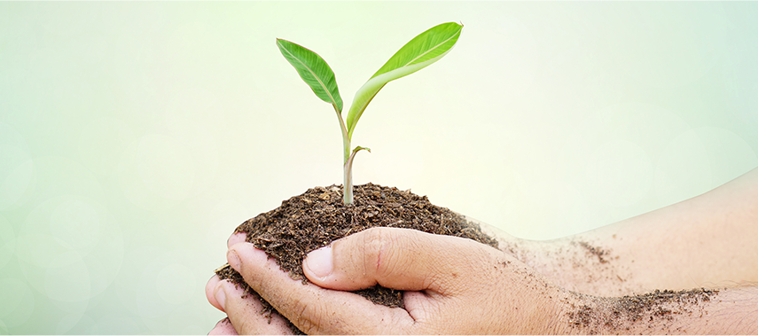 KDDIでは、カーボンニュートラルへの貢献活動として植林活動を実施。
