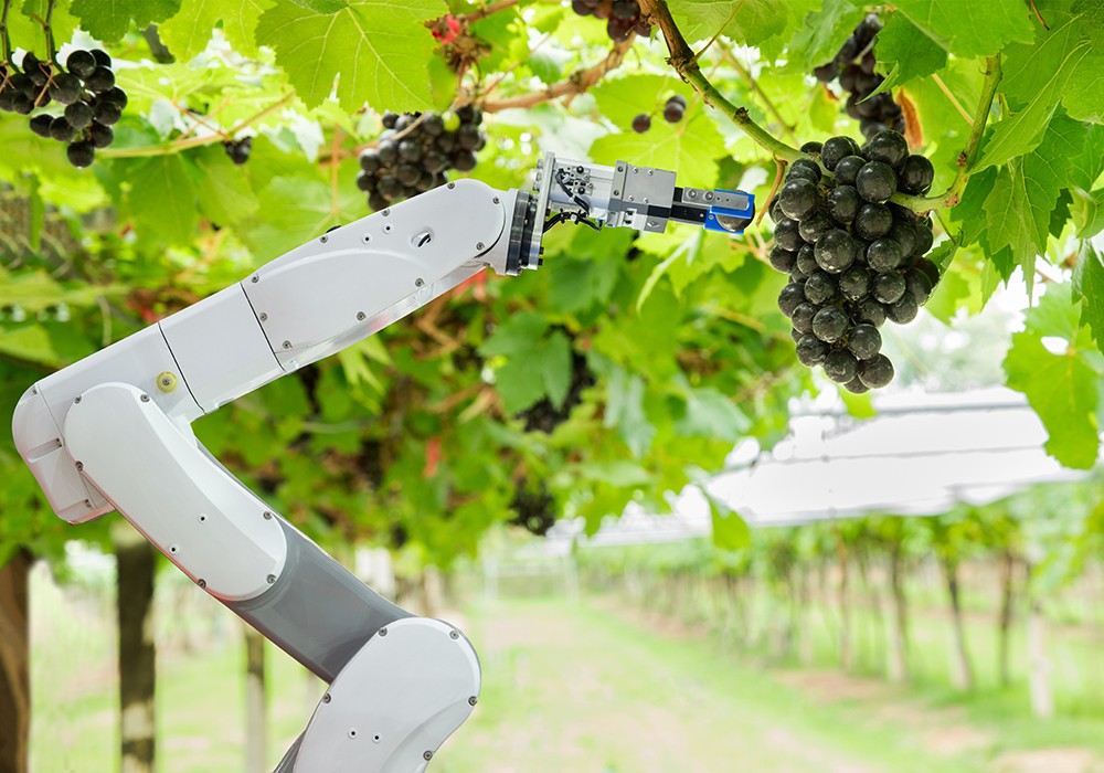 ロボットによる農作物収穫の様子。